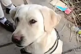 爱狗人士连续买下餐馆门口的待杀狗，质疑老板“利用善心”图片