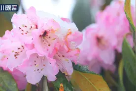 太美了！索玛花遇上四月雪图片
