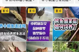 活体鳄鱼可当宠物养殖？渔业局：需办野生动物经营许可证，无证买卖、饲养均涉违法图片