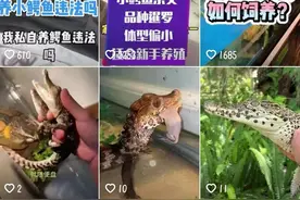 活体鳄鱼可当宠物养殖？渔业局：需办野生动物经营许可证，无证买卖、饲养均涉违法图片