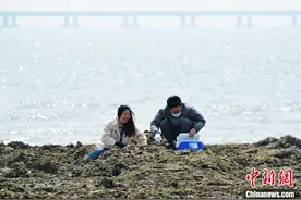 山东青岛：“赶海”拾贝享假期图片