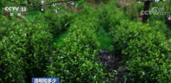 每年植树节几月几日（清明节为何又称植树节）