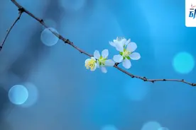 夜读丨一念一花开，一心一清明图片