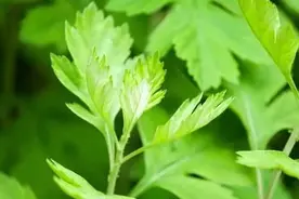 【养生】清明果各不同，老广爱艾糍！香糯可口又健康！图片