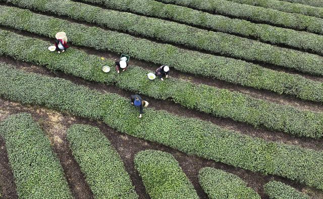 天气忽冷忽热，早春茶来迟了