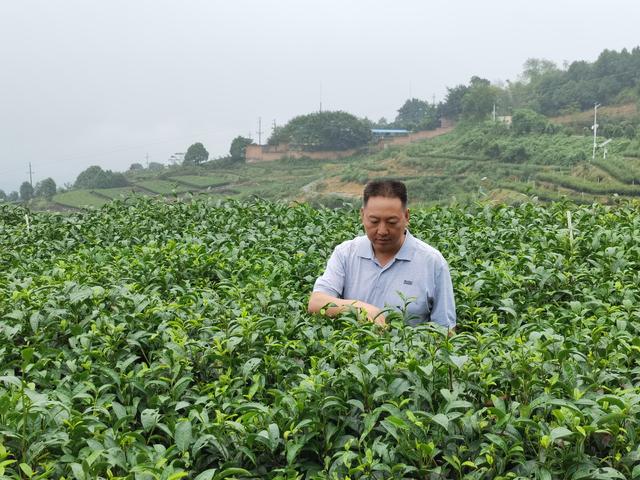 天气忽冷忽热，早春茶来迟了