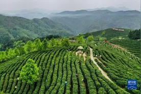 陕西平利：以茶致富 因茶兴业图片