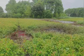 崇州一滑翔机坠毁致2死：所属公司曾因违规飞行被罚款，四川省航协通知暂停航空运动项目图片