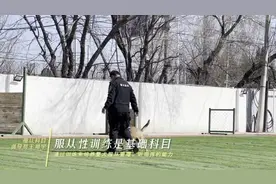 探访全国最大的警犬基地：这里别有一番“警色”图片