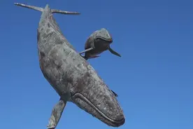 气候变化导致食物短缺 北太平洋灰鲸数量锐减图片