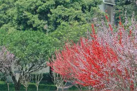 川影：樱花学子共成长图片