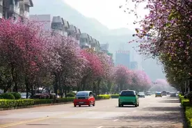 柳州今春最潮色号上新了！紫气东来惹人醉，倾城浪漫为你开图片