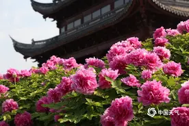 河南汝南牡丹绽放 国色天香图片