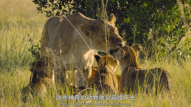 我们与“食人动物”有过精神联系，只不过越来越弱了