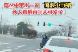 迷你"二师兄"！南京街头窜出一只落单野猪幼崽，网友直呼太可爱图片