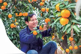 续写春天的故事｜湖北宜都：柑橘串起甜蜜产业链图片