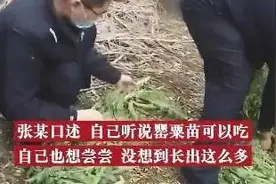 男子荒院内种250株罂粟苗：想尝尝，没想到长出这么多……图片