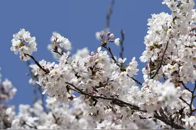 春意盎然！韩国公路两旁樱花盛放美不胜收图片