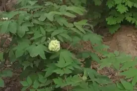 价值10万元的花被游客偷走？园方回应图片