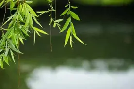 原创｜枫叶 人生，得失看淡点，快乐多一点图片