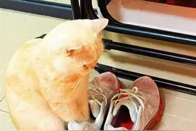 广东女孩家猫咪感染上脚气，兽医：让它离鞋子远点图片