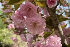 市河滨公园樱花林成“网红”打卡地！乱花迷人眼？专家教你区分樱花、海棠图片