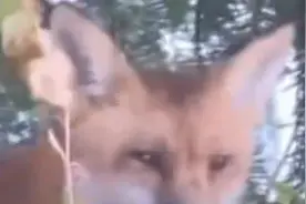 美国一狐狸咬伤议员记者等9人，被安乐死后查出其体内有狂犬病毒