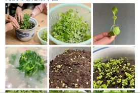 我们遗憾于错过了一个明媚的春天，但我们也将迎来一个盛大的夏日图片