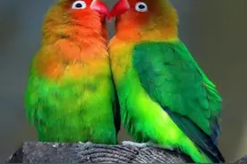 商丘鹦鹉养殖户不再“担惊受怕”，“两高”新规明确：一般不作为犯罪处理图片