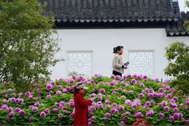 河南汝南：牡丹花开春满园图片