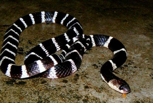 银环蛇图片蛇图片(银环蛇图片蛇图片 毒蛇)_牧林森宠物网