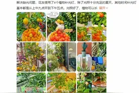 宅家种菜指南丨手把手教你在家种菜，实现“蔬菜自由”图片