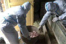 长沙养猪户被隔离，一窝刚出生的猪仔咋办？来了几位“猪司令”图片