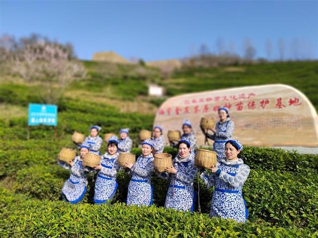 春天里，“沏”好湖北头茬茶