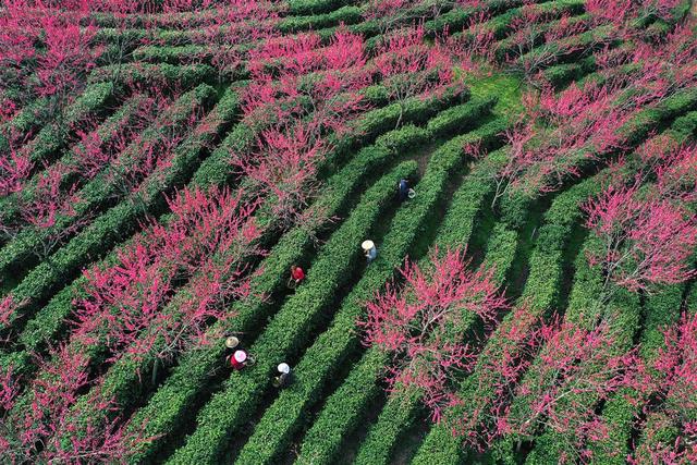 春天里，“沏”好湖北头茬茶