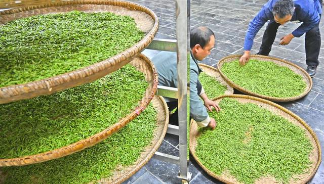 春天里，“沏”好湖北头茬茶