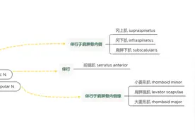 肌肉血管神经束，上肢解剖结构你还记得几个？｜学霸笔记·协和八图片