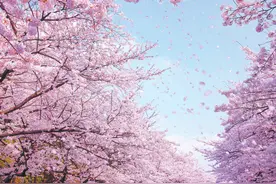 樱花 花开花谢皆诗意的早春花木图片