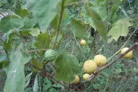 15大剧毒野果盘点！看到别乱摘图片