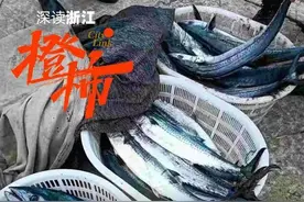 川乌，越来越小了，不要让川乌变成第二条野生大黄鱼图片