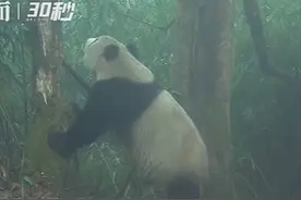 国际珍稀动物保护日｜超萌！大熊猫幼崽顽皮和镜头“贴贴”大熊猫国家公园荥经片区又见大熊猫带崽图片