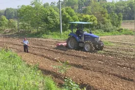 驻村帮扶：找准项目盘活土地 艾草种植带动村民增收图片