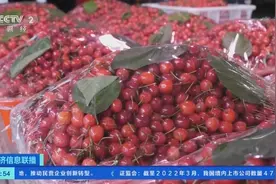 每斤超12元！樱桃新鲜上市，早期价格比往年略高图片