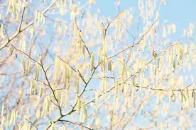 4月12日起，北京将迎来第一个杨柳飞絮高发期视频封面