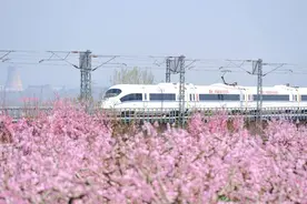 春回大地 山东青岛万亩桃花盛开图片