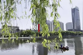 汉口西北湖有了“水下森林”图片