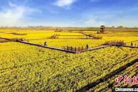 河北安平油菜花鉴赏月云直播 感受美丽乡村建设新成就图片