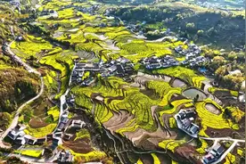 发现丨不负春约万顷金黄 航拍凤堰古梯田图片