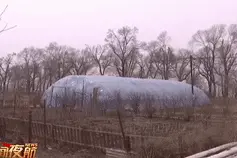 一夜之间，近200只鸡神秘失踪 鸡舍附近留下可疑印记图片