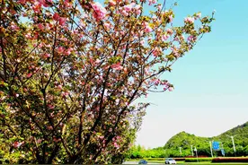 桂林街头春意盎然 繁华成景 敢问芳名？图片